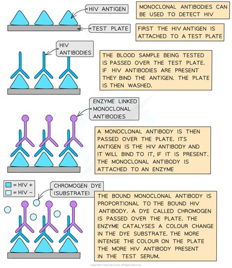 elisa test a level biology|antibody a level diagram.